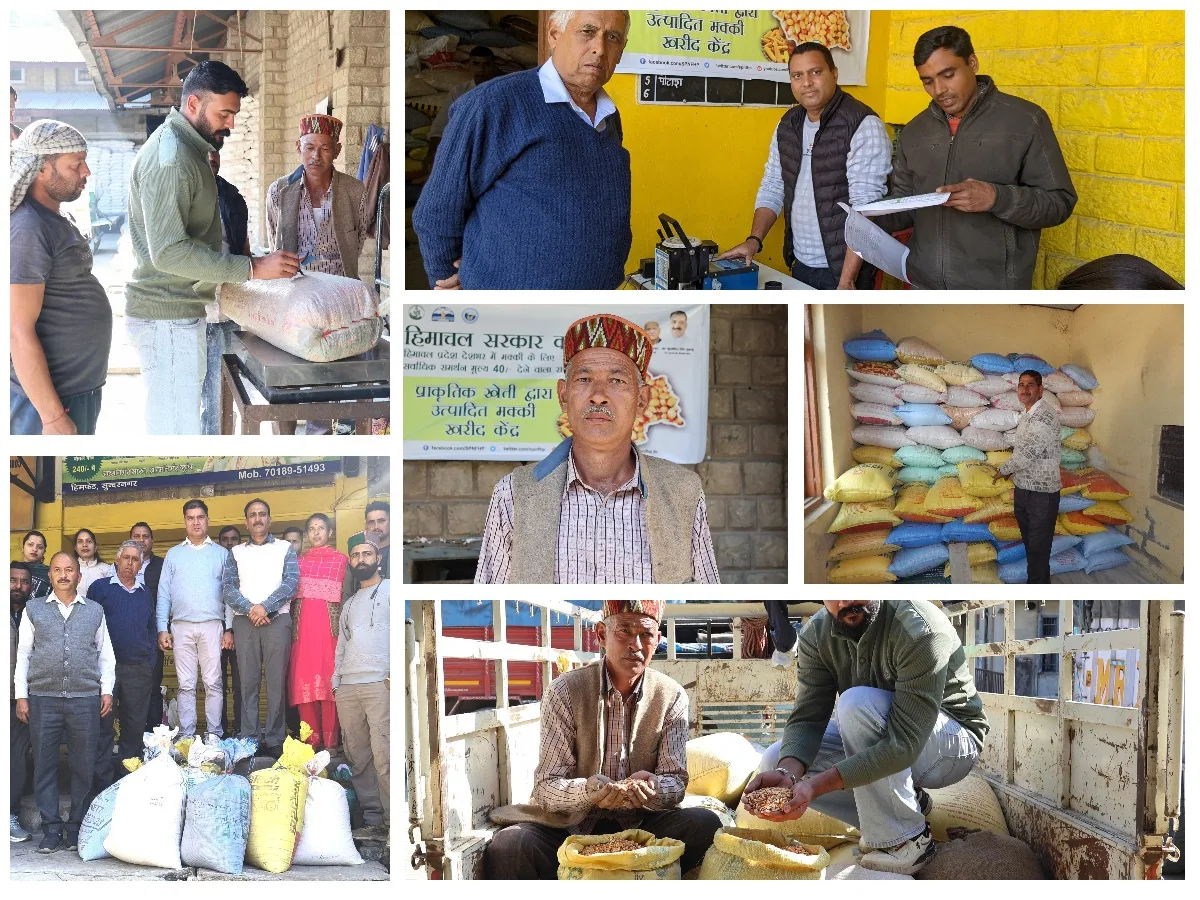 collage