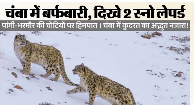 हिमाचल में बर्फबारी से चंबा की चोटियां सफेद, 3 इंच तक गिरी बर्फ; दिखे 2 स्नो लेपर्ड