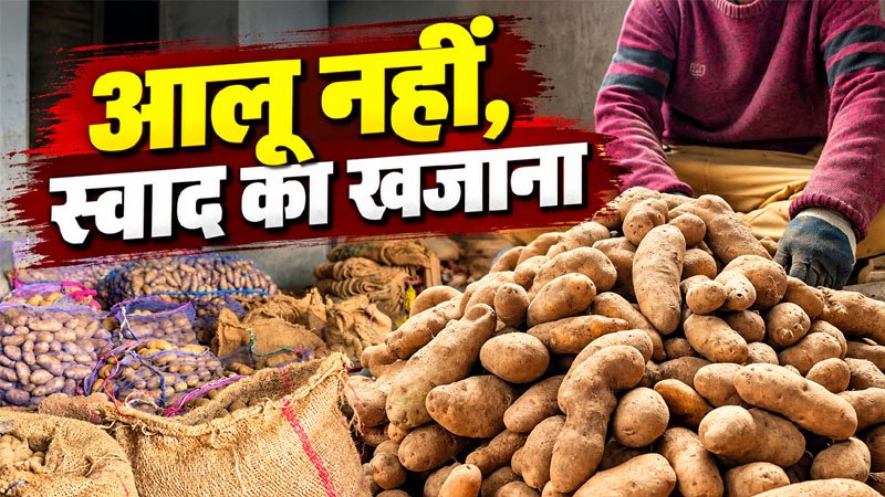हिमाचल प्रदेश में उगाया जाने वाला खास आलू