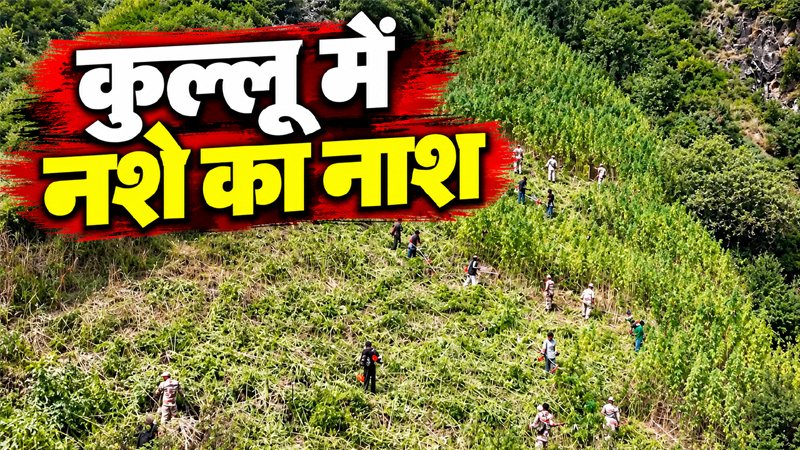 कुल्लू में NCB की बड़ी कार्रवाई, 592 एकड़ जमीन से नष्ट की भांग की अवैध खेती कुल्लू में NCB की टीम अवैध भांग की खेती को नष्ट करते हुए